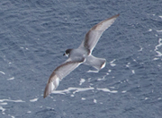 thin billed prion